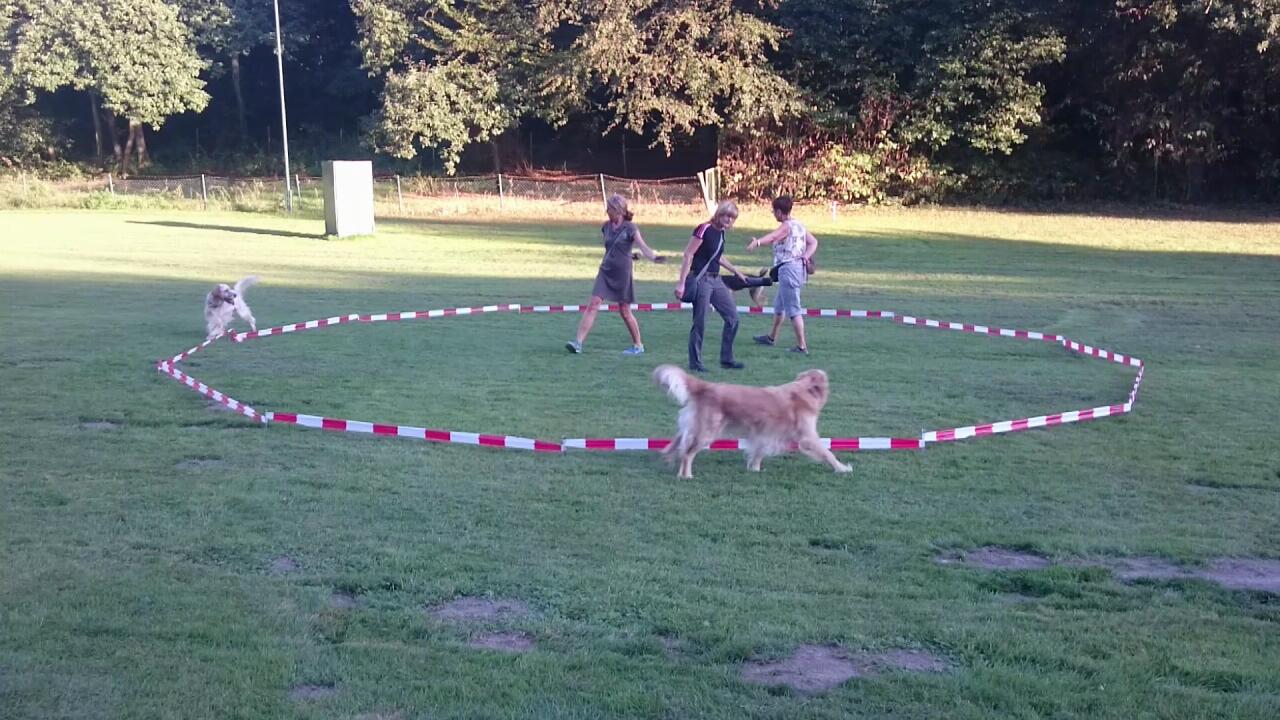 3Hunde1Kreis 3Hunde1Kreis