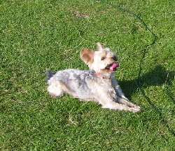 Kleinhund1 Kleinhund1