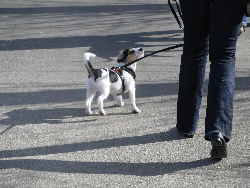 Kleinhund3 Kleinhund3
