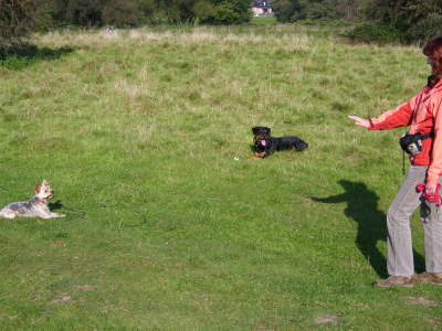 "Bleib" - das muss auch Klein-Terror-Terrier knnen