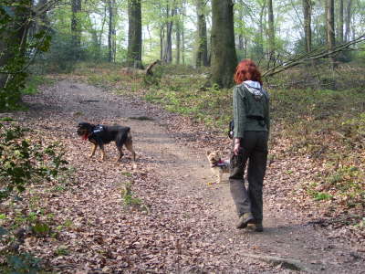 im Schulenberger Wald - bleib auf dem Weg
