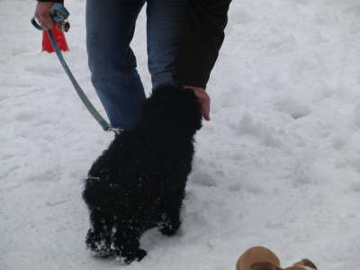 Belohnen mit Leckerchen