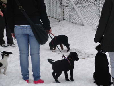 Wilma balanciert ber das Zaunelement