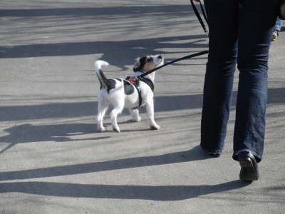 Frauchen, was darf ich fr Dich tun??