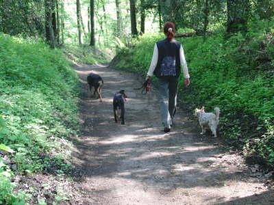Kleeblatt im Schulenberger Wald