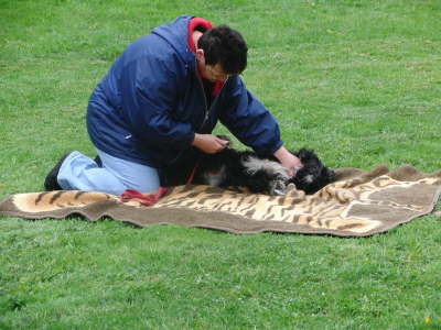 Tapsy - Zeckenkontrolle